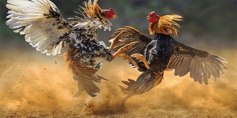 Cần chọn giống có dòng dõi tốt và khỏe mạnh